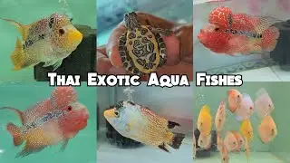 Thai Exotic Aqua fishes available in Hyderabad | srd kamfa discus viyeja in Tolichowki Hyd