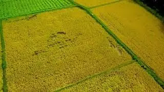 Beautiful rice fields