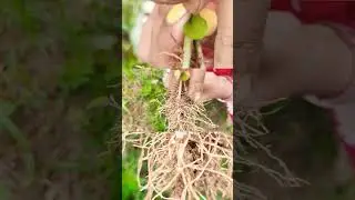 Green manuring crop - Sesbania 😁🏡#organicfarming #nature #passion #satisfying #peace #love