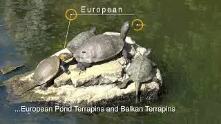 Terrapins (turtles) at Butrint World Heritage Site, Albania
