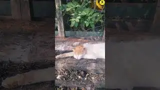 Sleeping kitten😘#cat #cute #shortsviral #trending #cat #viralvideos #dog  #birds 👉 Pets 4 You 👈