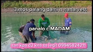 3harvest n pla panalo