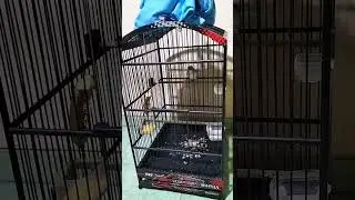cucak ampela gacoran, masteran om Andri bolang 🤭