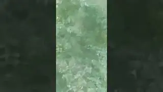 FANGFACE THE BIGFOOT IN THE BUSH #bigfoot