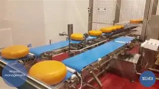 Complete Line for Dividing/Packing Cheese Rings | Ligne de conditionnement de Fromage | SELVEX
