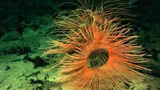The Unique Life Forms In Deep-Sea Canyons Face Numerous Threats | Video