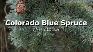 Urban Trees - Colorado Blue Spruce