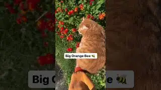 Big orange bee 😱 funny cat videos 🤣 #funnyanimals #youtubeshorts #explorepage