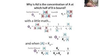 Kd (equilibrium dissociation constant) & how binding assays let us find it