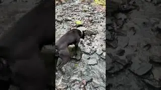 Момент, когда ваша собака прыгает с холма и у вас случается сердечный приступ