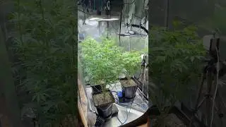 Day 21 Flower: Defoliated - But Snipped Too Little!  #grow