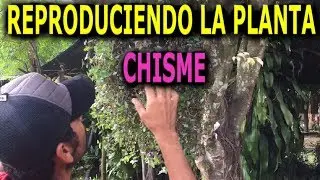 Como reproducir la Planta rastrera chisme (CALLISIA REPENS O CALISIA) || Info Garden