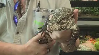 Caught on camera: Man steals cash, exotic reptile from pet store in Lemay
