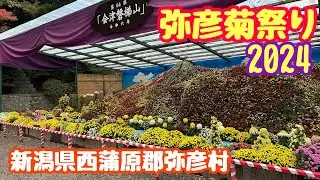 2024年11月19日 弥彦菊祭りを見てきました。素晴らしい作品 圧巻 新潟県西蒲原郡弥彦村