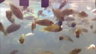 Doctor Fish, massage fish at Siem Reap