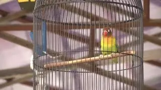 Indonesian birds on the brink as forests plundered