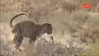 Most Amazing Big Cats Hunting Attack Compilation   Cheetah Lions Jaguar Leopard720p