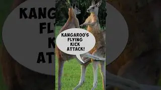 Tails in Action 🦘 Kangaroo&rsquo;s Mid-Air Kick! #ytshorts #wildlife