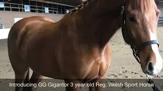 **Sold** 3 Year Old Welsh Sport Horse Prospect GG Gigantor