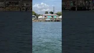 Dolphins playing in front of Indian Mound Fish Camp