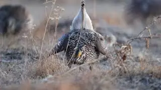 Sharptail grouse on a lek
