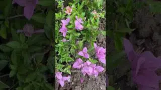 Landscaping in Process: Crafting Nature&rsquo;s Beauty Around Your Home #woodenelegance #home