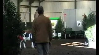 Adanka springen 2e kerstdag
