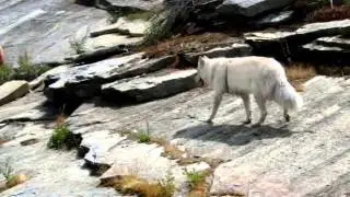 Enzo the Most Adventurous Dog Eva!