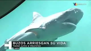 Zona Verde: Buzos que limpian peceras... ¡para tiburones!