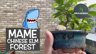 Rikai Bonsai || Repotting a Mame Ficus Benjamina Forest
