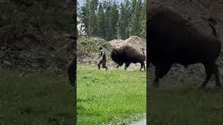 Yellowstone Bison Charges at Man Following Feeding Attempt