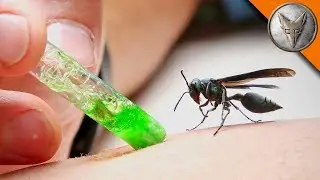 Top 3 Insect Sting Relief Products You Need to Try Now
