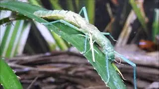 Peppermint stick insects adult and juvenile, by Sharon McGrigor
