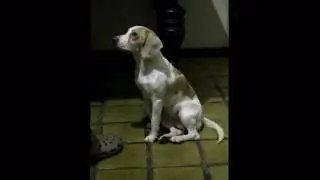 Chanel beagle bicolor