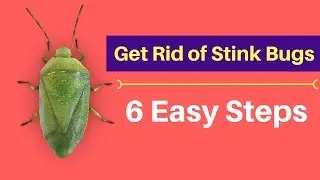 How to Get Rid of Stink Bugs Without Professional Help (Fast   & Naturally)