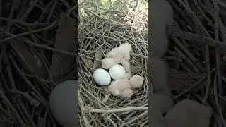 Growing Up Falcon: Baby Bird Adventures #shorts