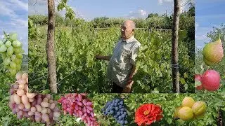 Seedlings of grapes 2017. Catalog of saplings of grapes Yakushenko