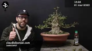 COSTRUZIONE BONSAI ACERO TRIDENTE