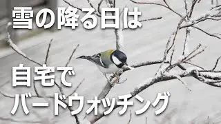 雪の降る日は自宅でバードウォッチング｜さいたま市
