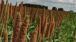Conheça os benefícios do milheto granífero na estruturação do solo, recomposição de nutrientes e...
