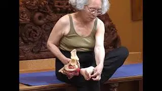 Relationship of the Individual Toes with the Pelvic Bones