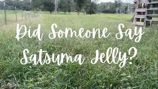 Did Someone Say Satsuma Jelly?