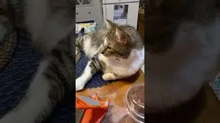 😁 #apieceofdailylifebylighttravelsvlogs #cat #cute #kitten #shortsfeed