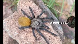 Amazing Orange abdomen Harpactira species discovered in Namibia