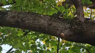 Leroy The Squirrel ep.12 - 2nd day - Out in the wild 