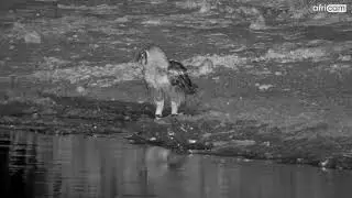 Verreaux&rsquo;s Eagle-Owl Drinks at Simbavati