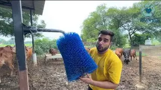 Wall mounted swinging cow itching/grooming brush for cows
