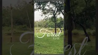The sounds of nature are so healing ✨ #wildkarnataka #forestsounds #asmr