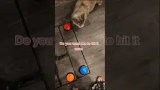 Button Training my Border Collie day 2