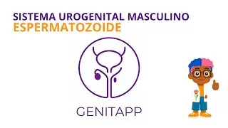 ESPERMATOZOIDE | SISTEMA UROGENITAL MASCULINO | GENITAPP